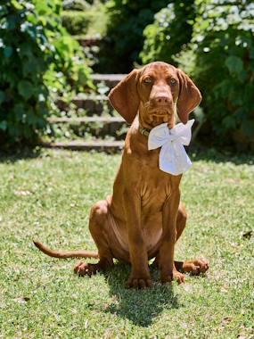 -Embroidered animal cotton bow tie
