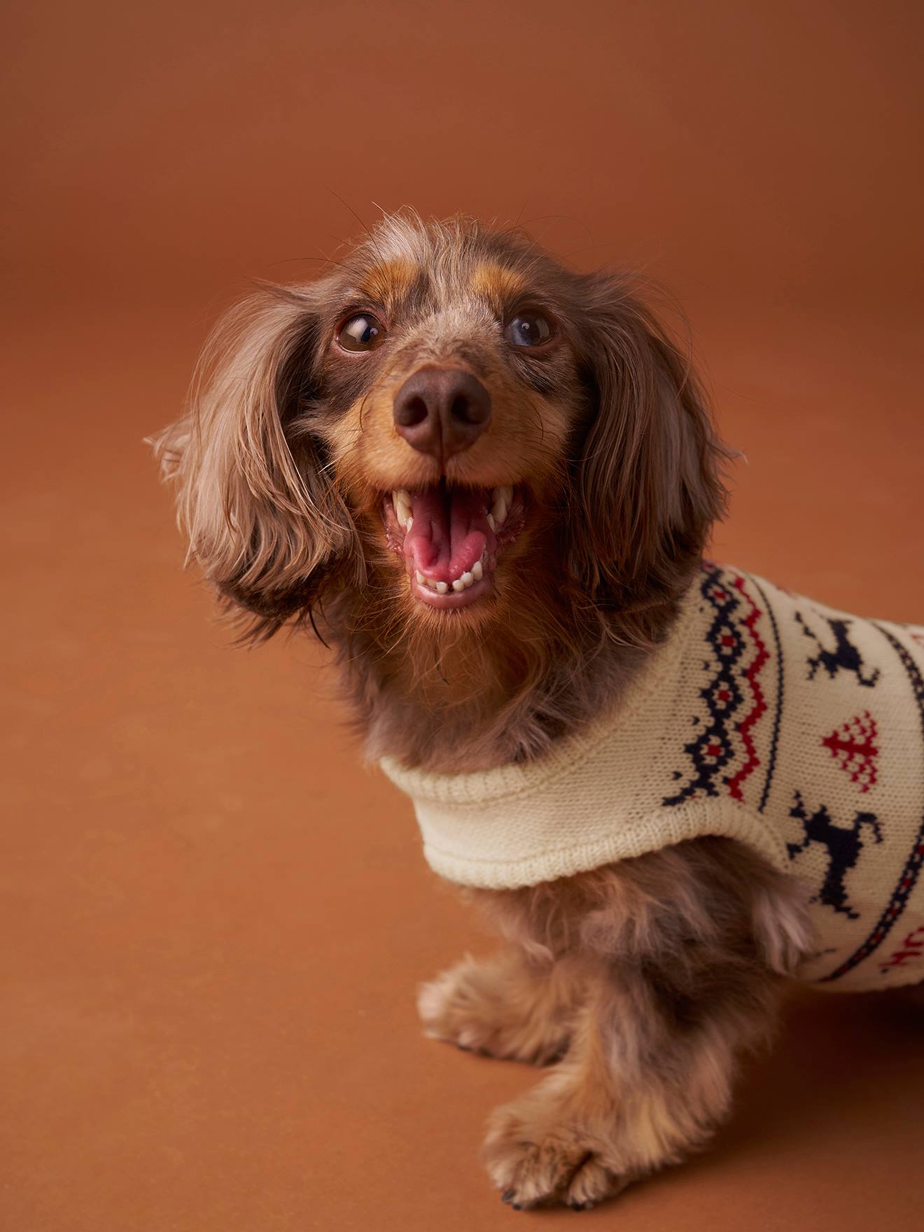 Pull Chaud En Tricot Pour Chien Vêtements Pour Chiot Et Chat Costume