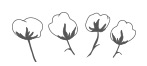 Coton